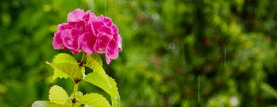 g13/45/8077745/3/175613948.88fb85d4.JPEG