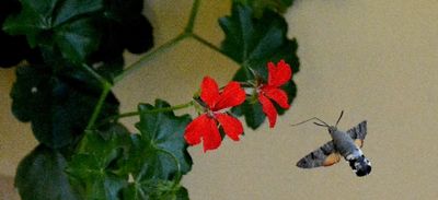 New Series Hummingbird Hawk Nikon D7100