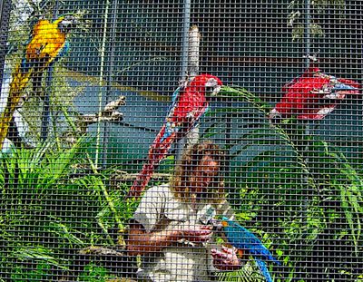 Macaws  superb Aviary