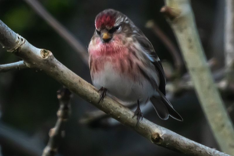 Common Redpoll