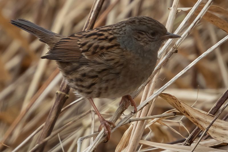 Dunnock