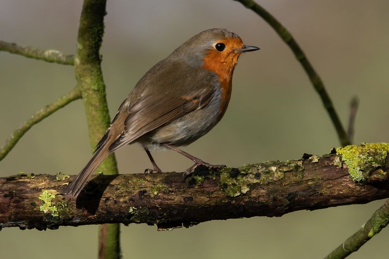 Robin