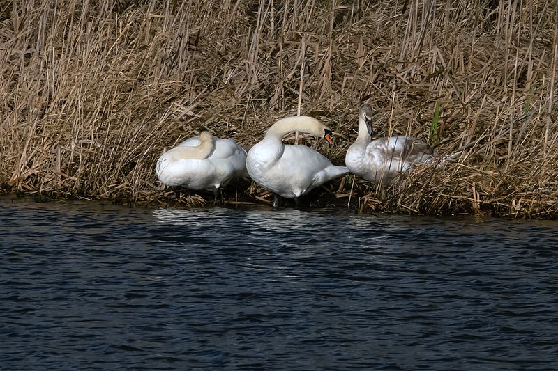 Mute Swan