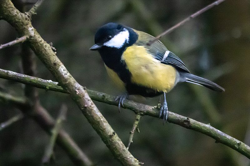 Great Tit