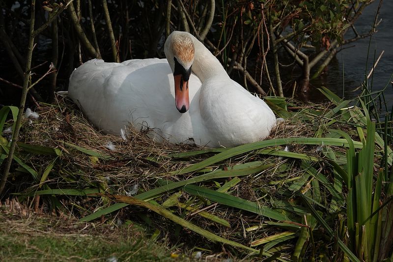 Mute Swan