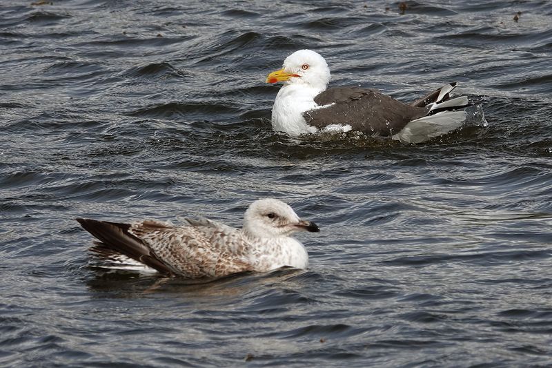 Lesser Black-backed Gull