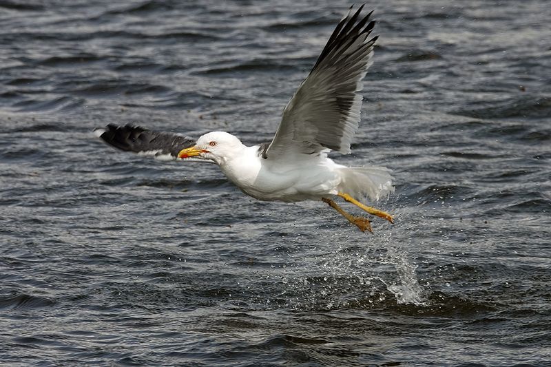 Lesser Blaxk-backed Gull