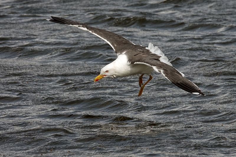 Lesser Black-backed Gull