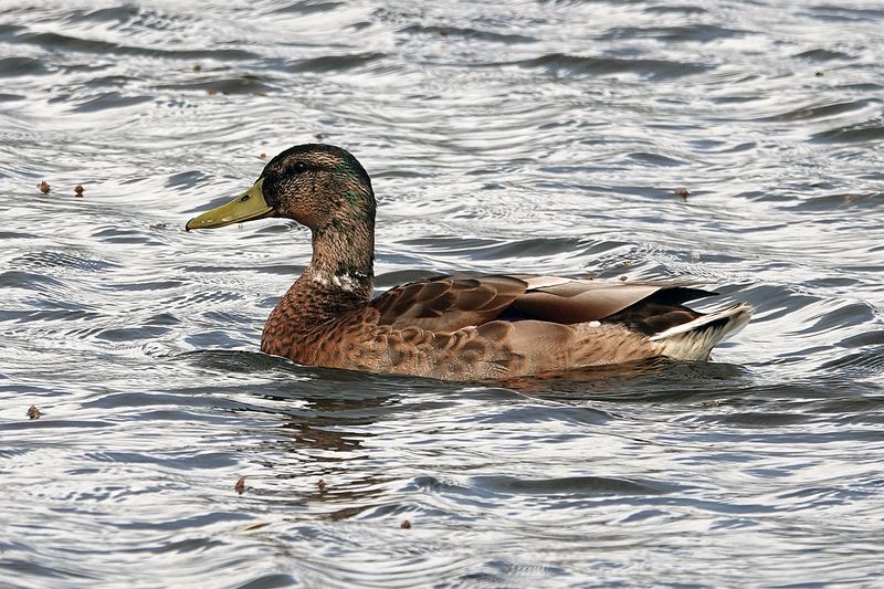 Mallard