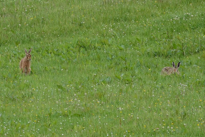 Dumfries and Galloway Wildlife