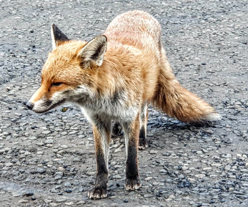 Scottish Event Campus