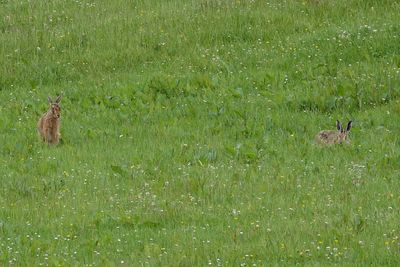 Dumfries and Galloway Wildlife