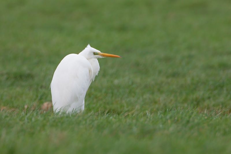 Great Egret