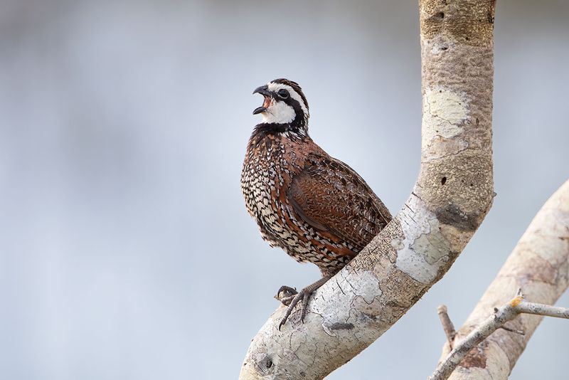 Northern Bobwhite