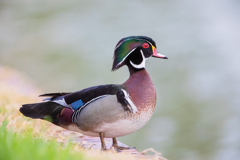 American Wood Duck