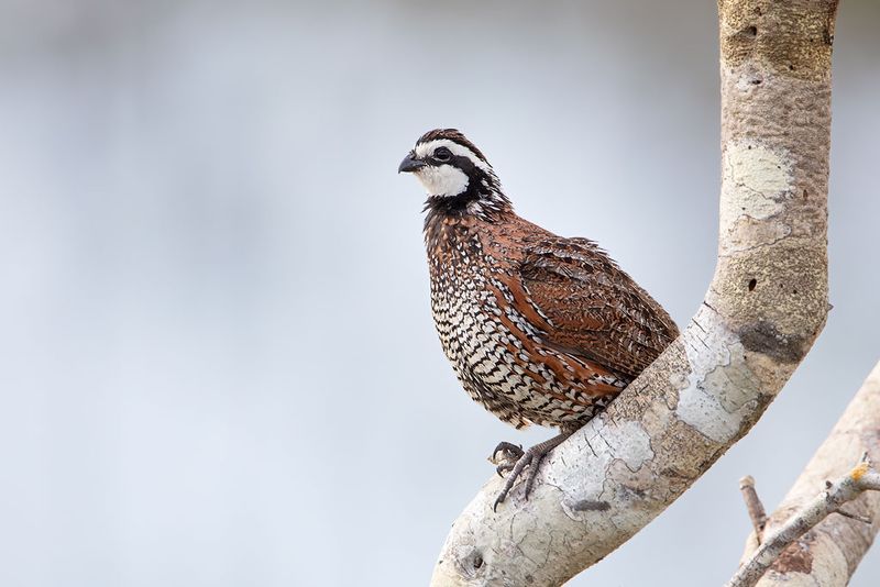 Northern Bobwhite