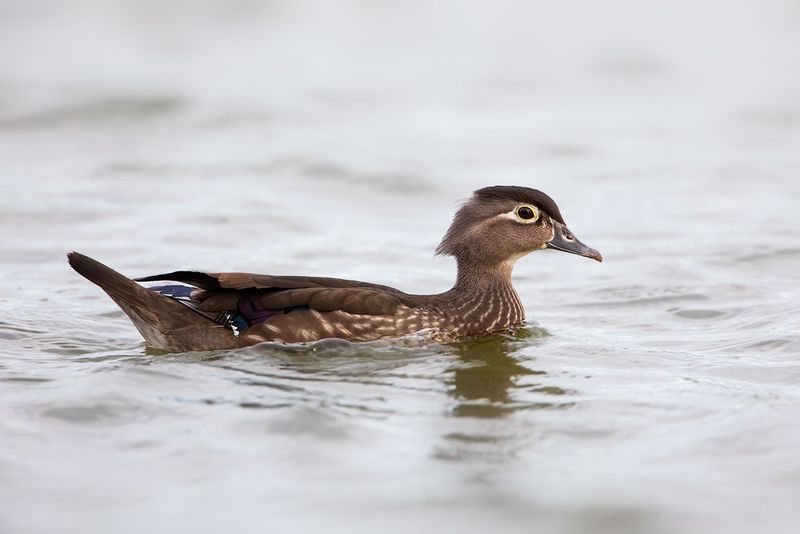 American Wood Duck