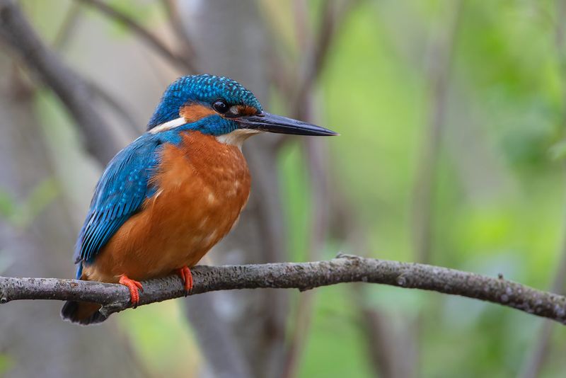 Common Kingfisher