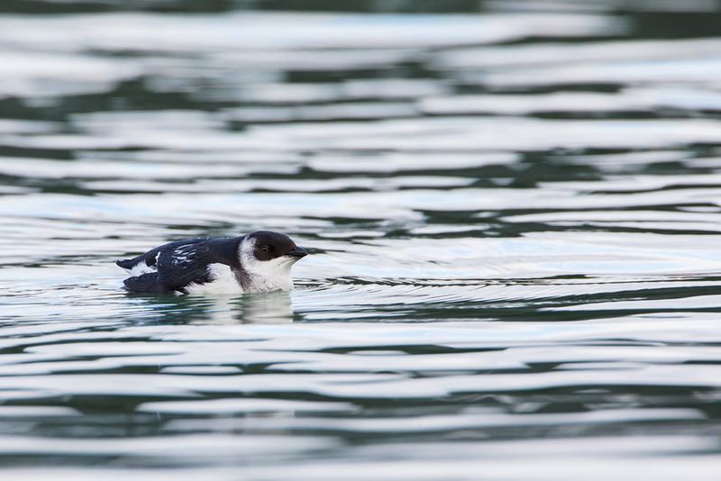 Little Auk