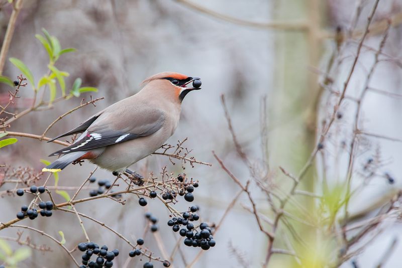 Bohemian Waxwing