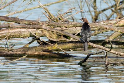 Pygmy Cormorant