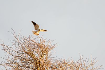 Black-winged Kite