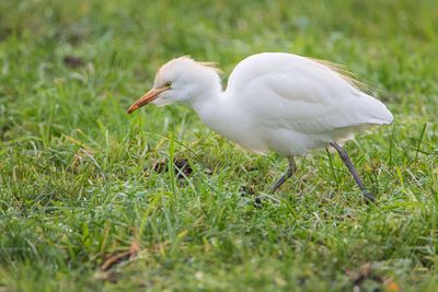 Cattle Egret