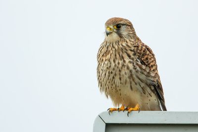 Kestrel