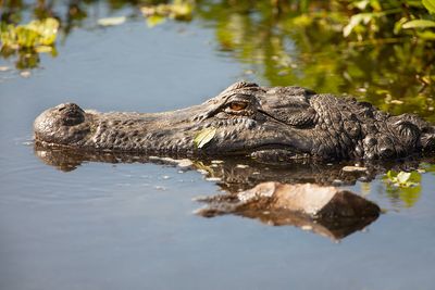 Alligator