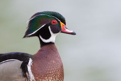 American Wood Duck