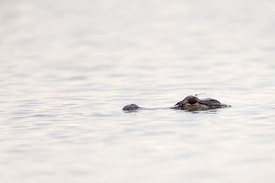 Miscellaneous Wildlife