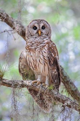 Barred Owl