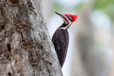 Pileated Woodpecker