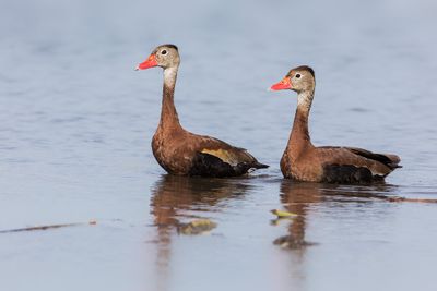 Black-bellied Whistling Duck