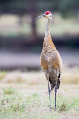 Sandhill Crane