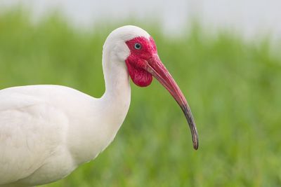 White Ibis