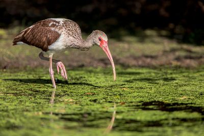 White Ibis