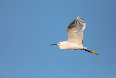 Snowy Egret