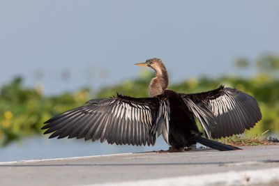 Anhinga