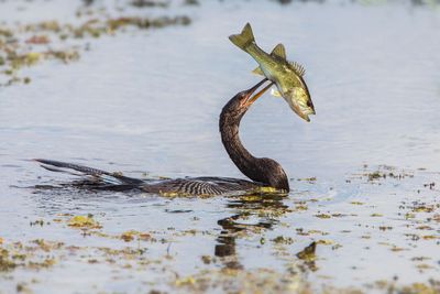 Anhinga