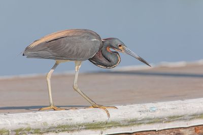 Tricolored Heron