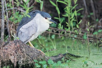 Black-crowned Night Heron