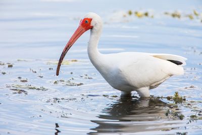 White Ibis