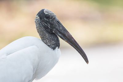 Woodstork