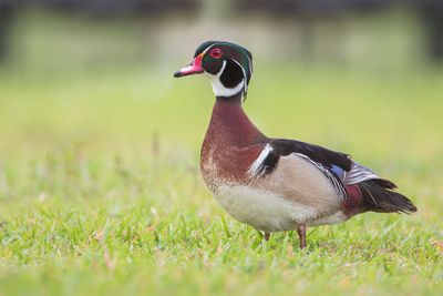 American Wood Duck