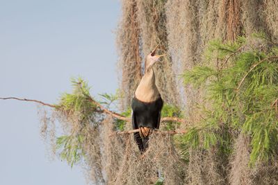 Anhinga