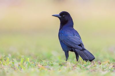 Boat-tailed Grackle