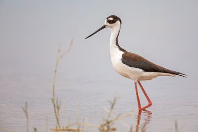 Black-necked Stilt