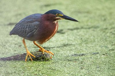 Green Heron