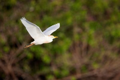 Cattle Egret